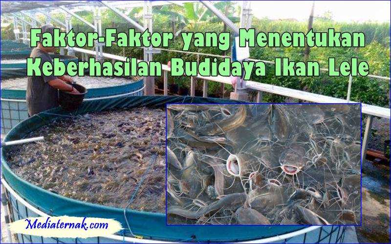 Faktor-Faktor yang Menentukan Keberhasilan Budidaya Ikan Lele