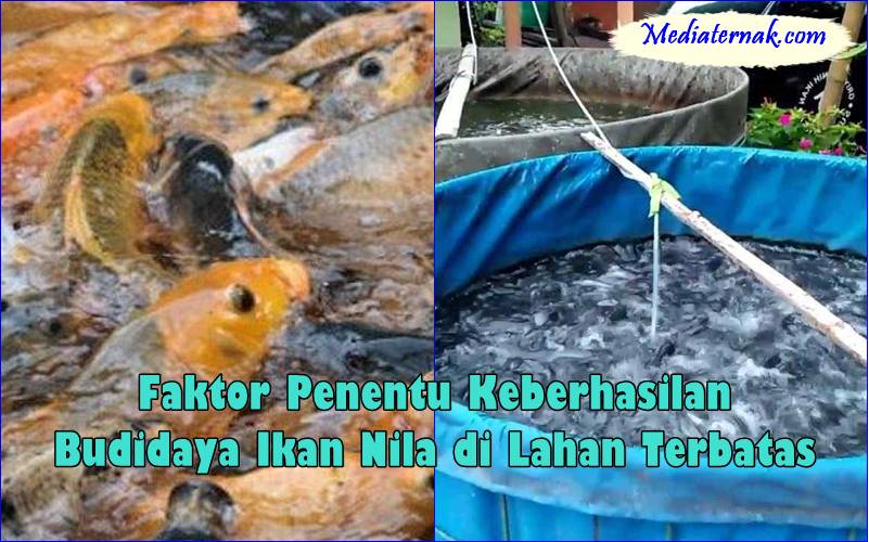 Faktor Penentu Keberhasilan Budidaya Ikan Nila di Lahan Terbatas