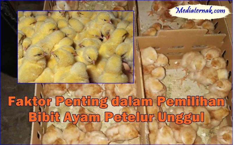 Faktor Penting dalam Pemilihan Bibit Ayam Petelur Unggul