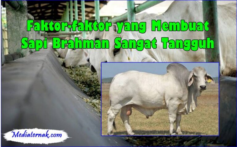 Sapi Alaska Faktor-faktor yang Membuat Sapi Brahman Sangat Tangguh - MediaTernak.Com