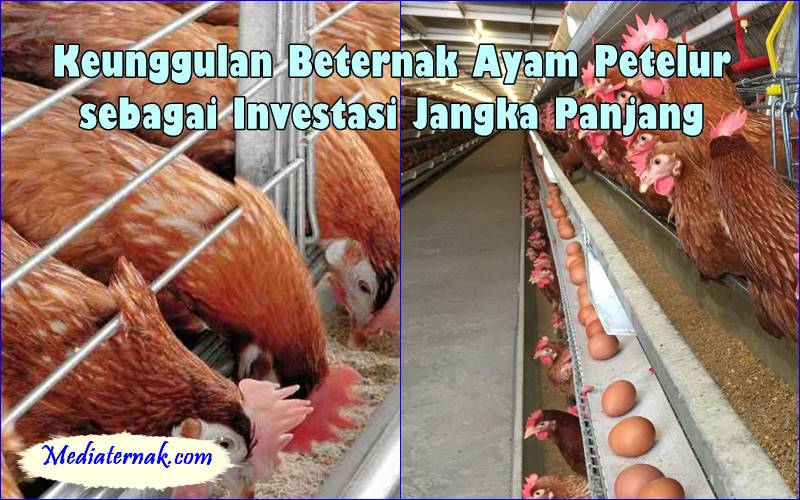 Keunggulan Beternak Ayam Petelur sebagai Investasi Jangka Panjang