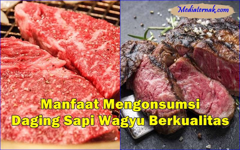 Manfaat Mengonsumsi Daging Sapi Wagyu Berkualitas