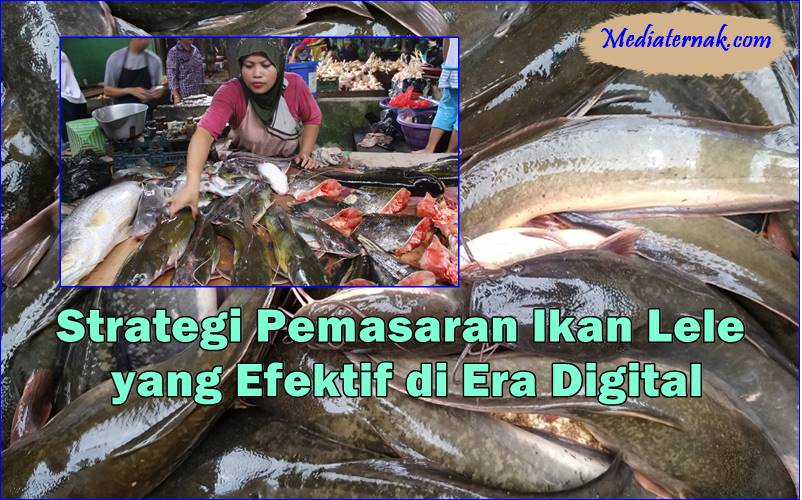 Strategi Pemasaran Ikan Lele yang Efektif di Era Digital