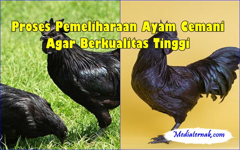 Proses Pemeliharaan Ayam Cemani Agar Berkualitas Tinggi