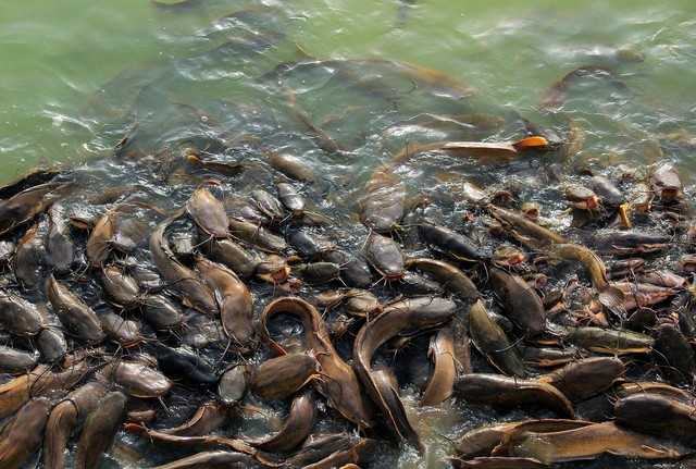 Proses Pemijahan Ikan Lele dan Cara Merawat Larva dengan Baik