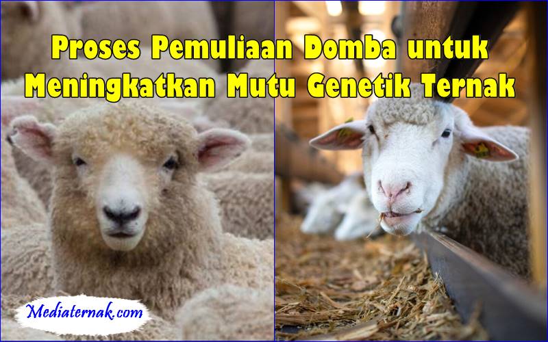 Proses Pemuliaan Domba untuk Meningkatkan Mutu Genetik Ternak