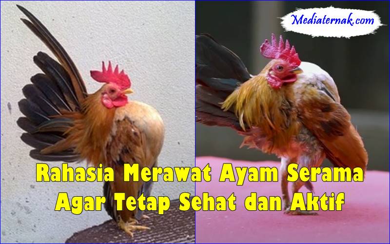 Rahasia Merawat Ayam Serama Agar Tetap Sehat dan Aktif