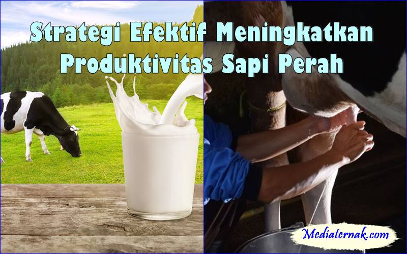Strategi Efektif Meningkatkan Produktivitas Sapi Perah