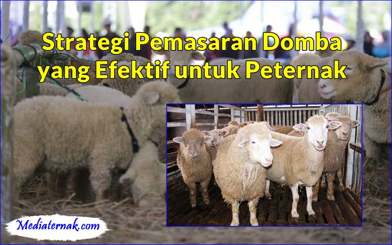 Strategi Pemasaran Domba yang Efektif untuk Peternak