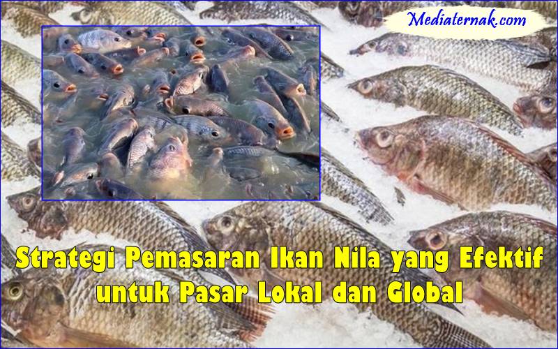 Strategi Pemasaran Ikan Nila yang Efektif untuk Pasar Lokal dan Global