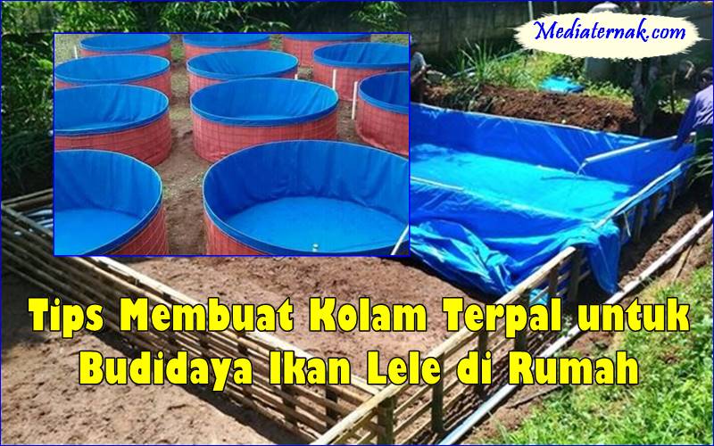Tips Membuat Kolam Terpal untuk Budidaya Ikan Lele di Rumah