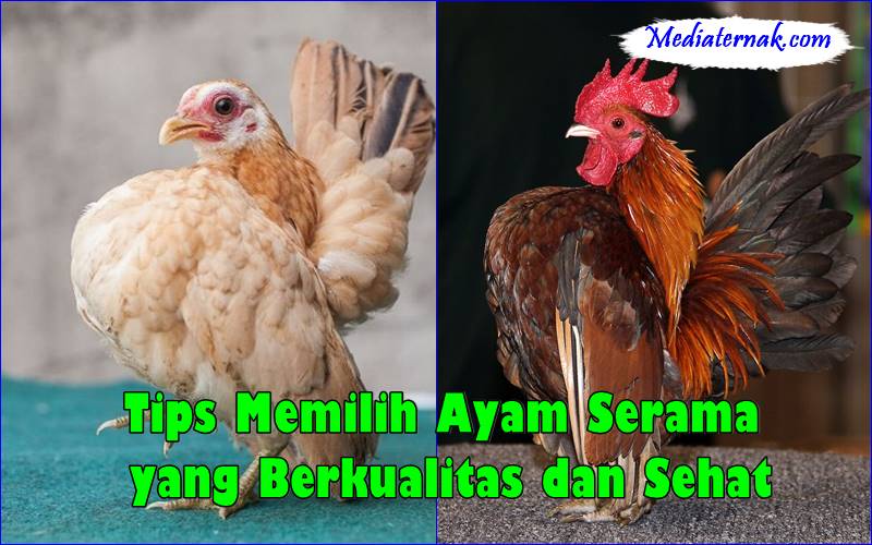 Tips Memilih Ayam Serama yang Berkualitas dan Sehat
