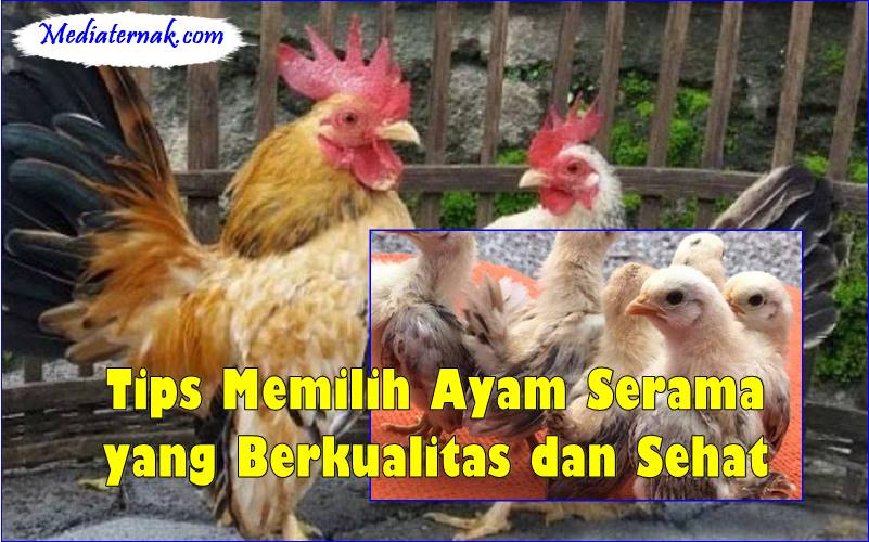 Tips Memilih Ayam Serama yang Berkualitas dan Sehat