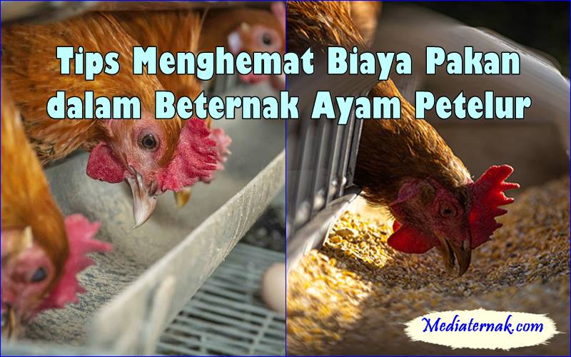 Tips Menghemat Biaya Pakan dalam Beternak Ayam Petelur