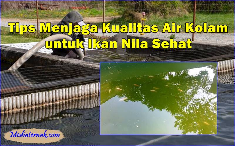 Tips Menjaga Kualitas Air Kolam untuk Ikan Nila Sehat