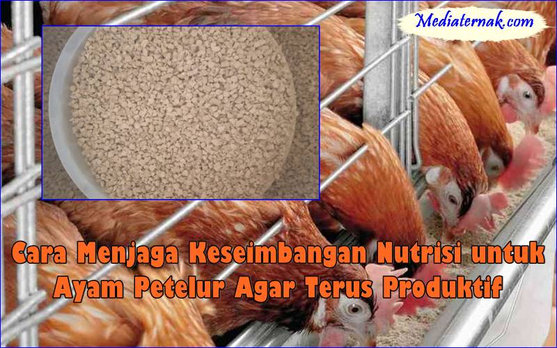 Cara Menjaga Keseimbangan Nutrisi untuk Ayam Petelur Agar Terus Produktif