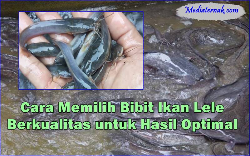 Cara Memilih Bibit Ikan Lele Berkualitas untuk Hasil Optimal