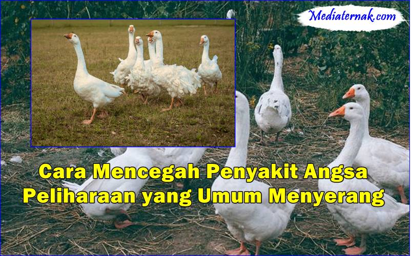 Cara Mencegah Penyakit Angsa Peliharaan yang Umum Menyerang