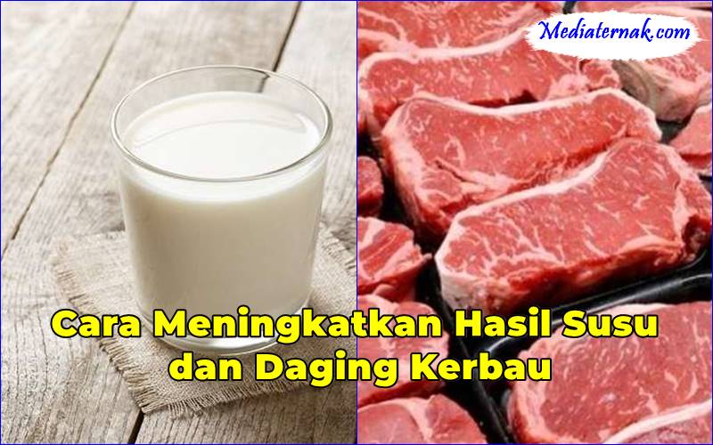 Cara Meningkatkan Hasil Susu dan Daging Kerbau