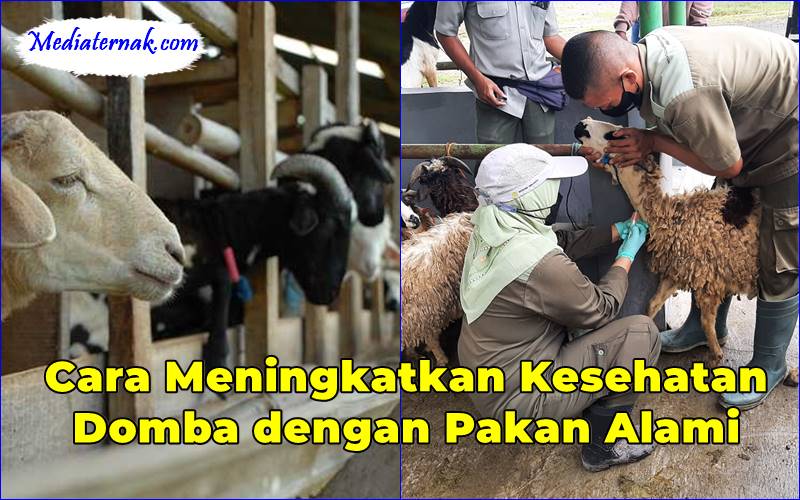 Cara Meningkatkan Kesehatan Domba dengan Pakan Alami