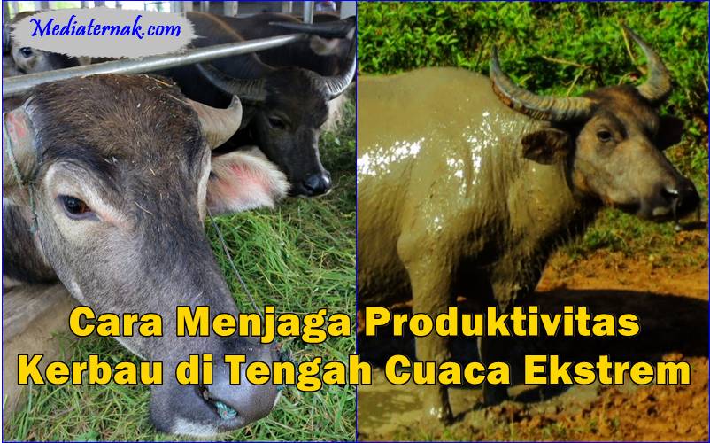 Cara Menjaga Produktivitas Kerbau di Tengah Cuaca Ekstrem