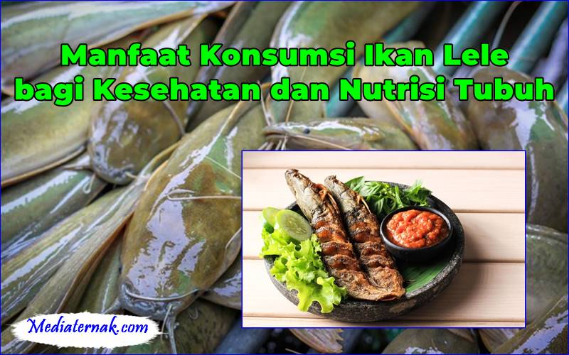 Manfaat Konsumsi Ikan Lele bagi Kesehatan dan Nutrisi Tubuh