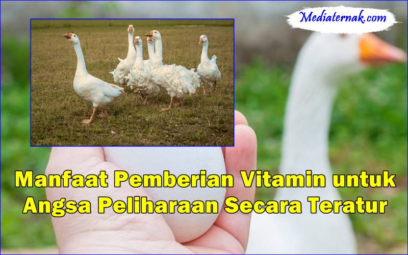 Manfaat Pemberian Vitamin untuk Angsa Peliharaan Secara Teratur