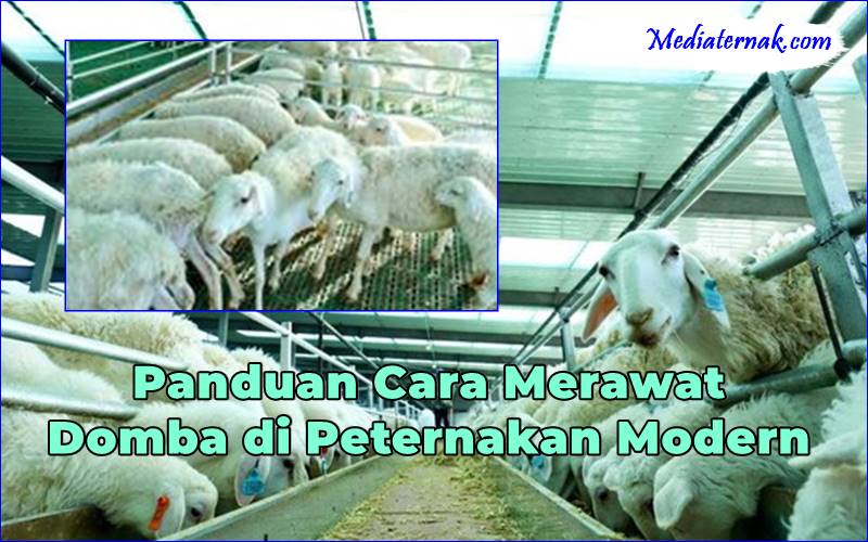 Panduan Cara Merawat Domba di Peternakan Modern