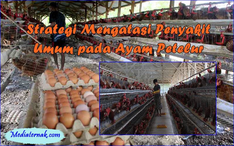 Cara Mengatasi Tantangan Cuaca dalam Beternak Ayam Petelur