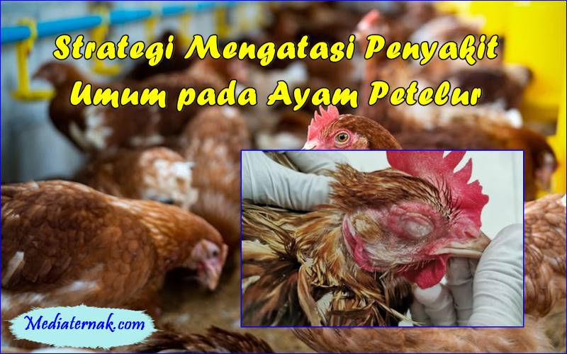 Strategi Mengatasi Penyakit Umum pada Ayam Petelur