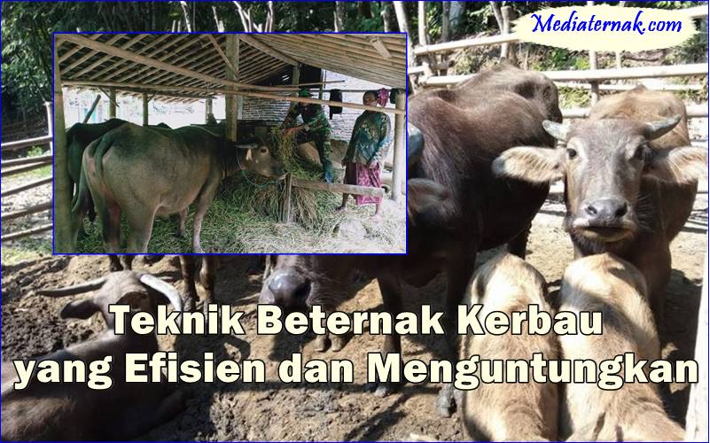 Teknik Beternak Kerbau yang Efisien dan Menguntungkan