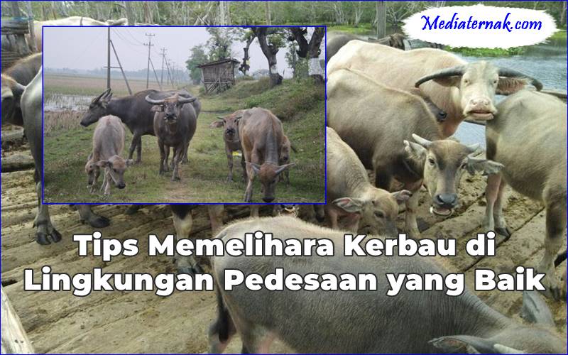 Tips Memelihara Kerbau di Lingkungan Pedesaan yang Baik
