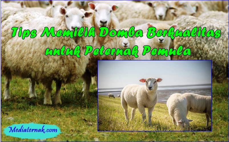 Tips Memilih Domba Berkualitas untuk Peternak Pemula