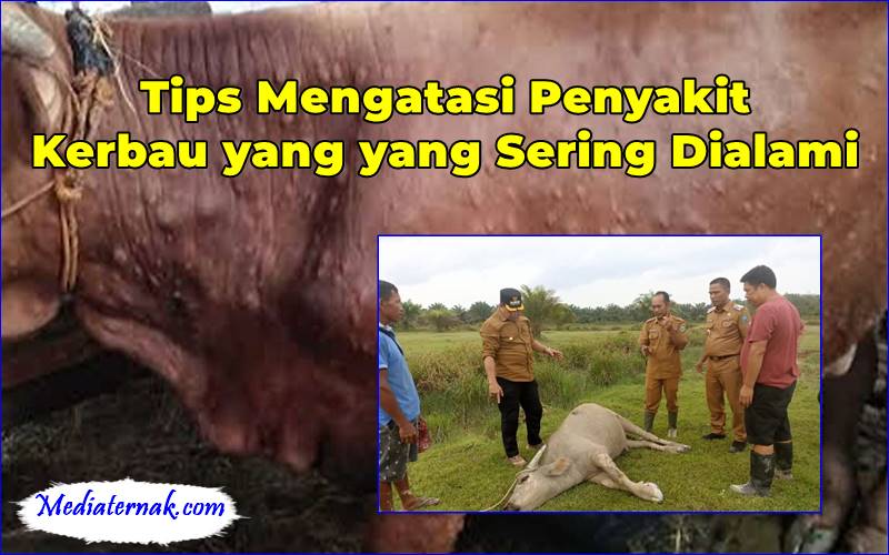 Tips Mengatasi Penyakit Kerbau yang yang Sering Dialami