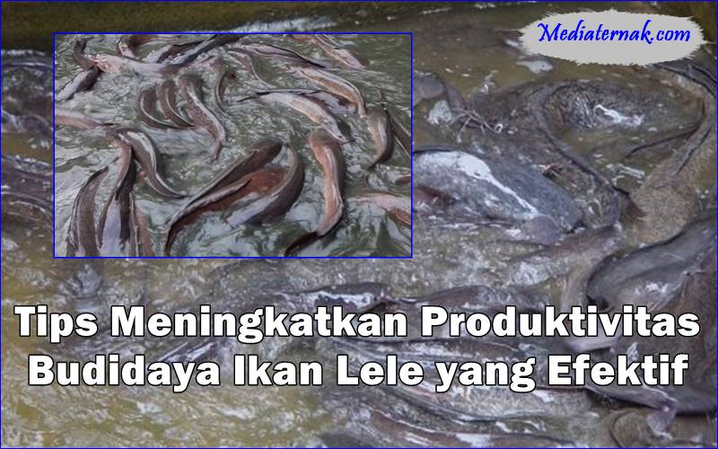 Tips Meningkatkan Produktivitas Budidaya Ikan Lele yang Efektif