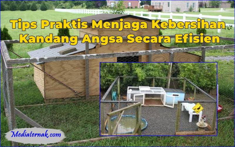 Tips Praktis Menjaga Kebersihan Kandang Angsa Secara Efisien