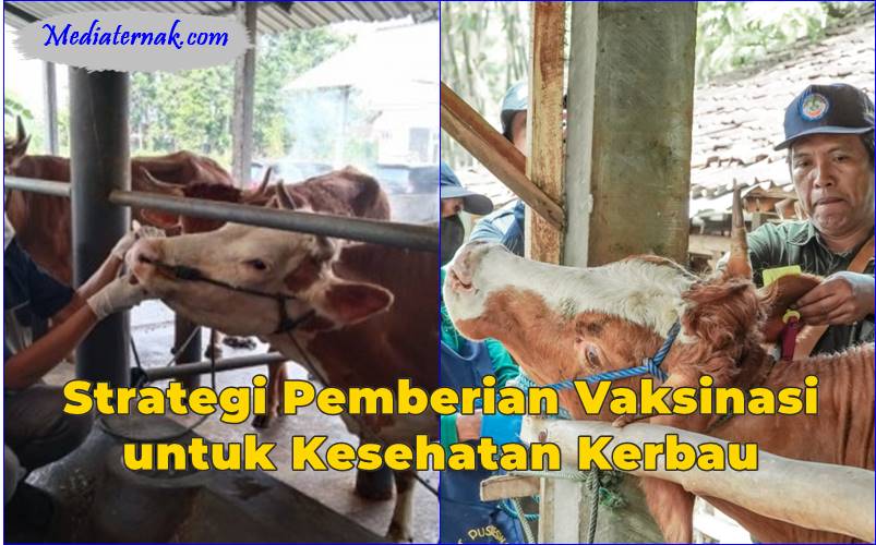 Strategi Pemberian Vaksinasi untuk Kesehatan Kerbau