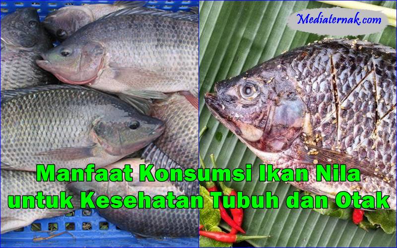 Manfaat Konsumsi Ikan Nila untuk Kesehatan Tubuh dan Otak