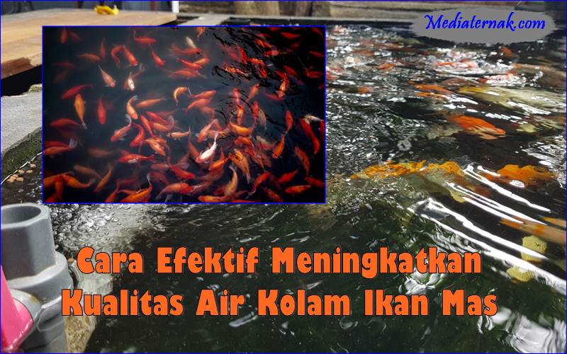 Cara Efektif Meningkatkan Kualitas Air Kolam Ikan Mas