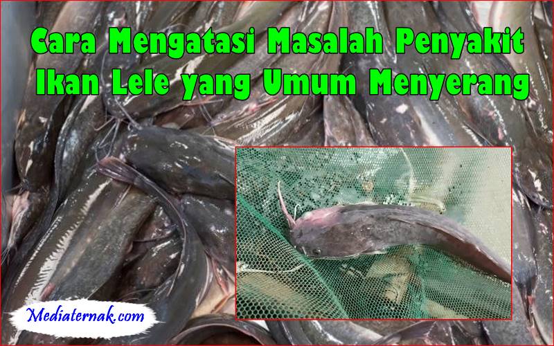 Cara Mengatasi Masalah Penyakit Ikan Lele yang Umum Menyerang