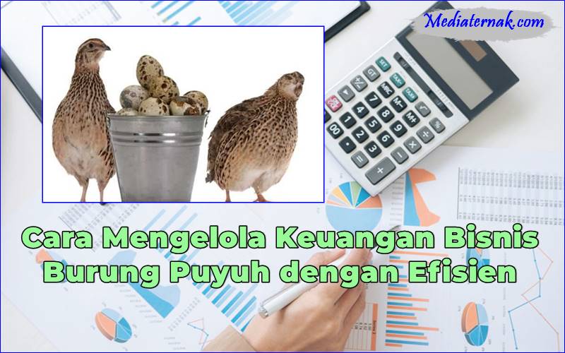 Cara Mengelola Keuangan Bisnis Burung Puyuh dengan Efisien