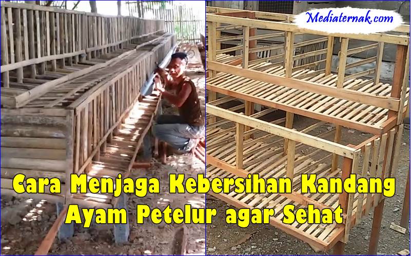 Cara Menjaga Kebersihan Kandang Ayam Petelur agar Sehat