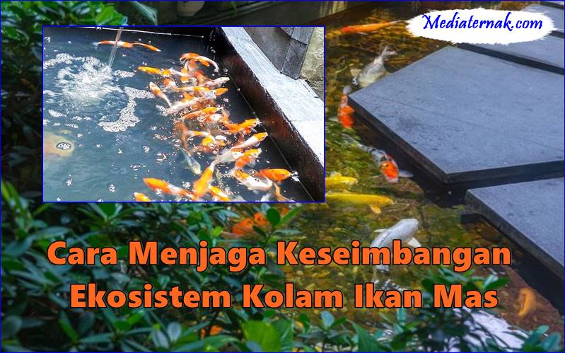 Cara Menjaga Keseimbangan Ekosistem Kolam Ikan Mas