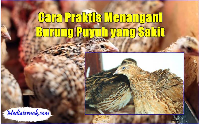 Cara Praktis Menangani Burung Puyuh yang Sakit