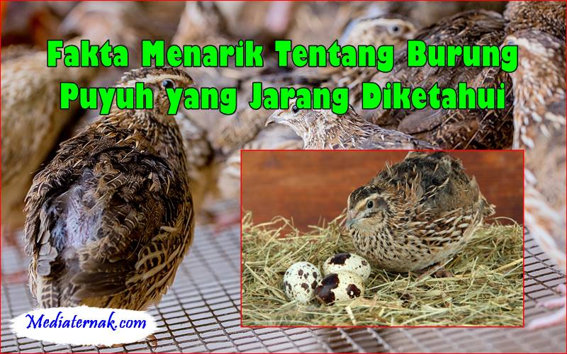 Fakta Menarik Tentang Burung Puyuh yang Jarang Diketahui