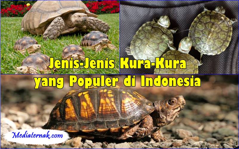 Jenis-Jenis Kura-Kura yang Populer di Indonesia