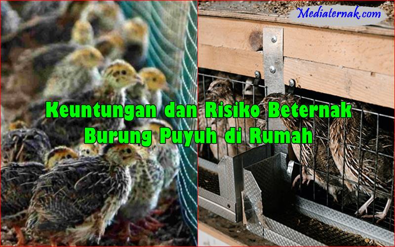 Keuntungan dan Risiko Beternak Burung Puyuh di Rumah
