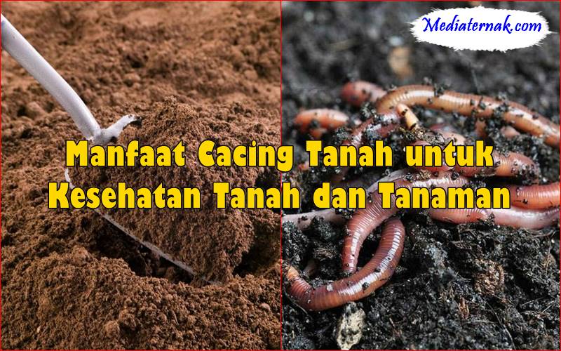 Manfaat Cacing Tanah untuk Kesehatan Tanah dan Tanaman