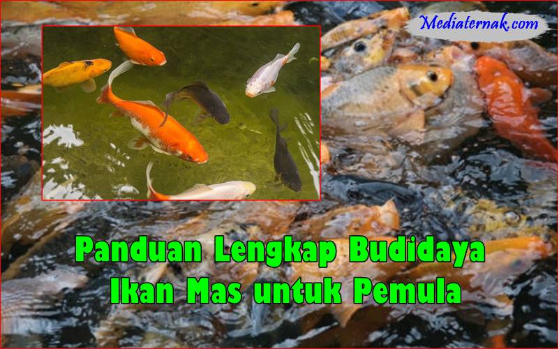 Panduan Lengkap Budidaya Ikan Mas untuk Pemula