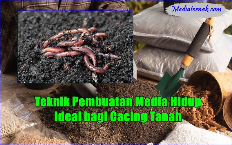 Teknik Pembuatan Media Hidup Ideal bagi Cacing Tanah